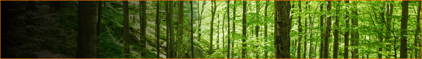 Blog - Wij planten bomen! Jij ook? 