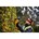 DEWALT DCMHT563P1-QW Accu Heggenschaar 55cm 18V XR - Inclusief 1x 5.0Ah Accu en Lader